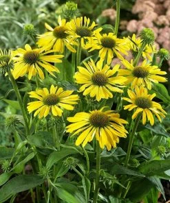 Roots Plants Echinacea 'Sunseekers Yellow' Perennials