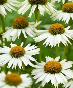 Roots Plants Echinacea 'White Meditation' Perennials
