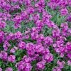Roots Plants Perennials Erysimum 'Wallflower Poem Lilac' 1 Roots Plants Perennials Erysimum 'Wallflower Poem Lilac'