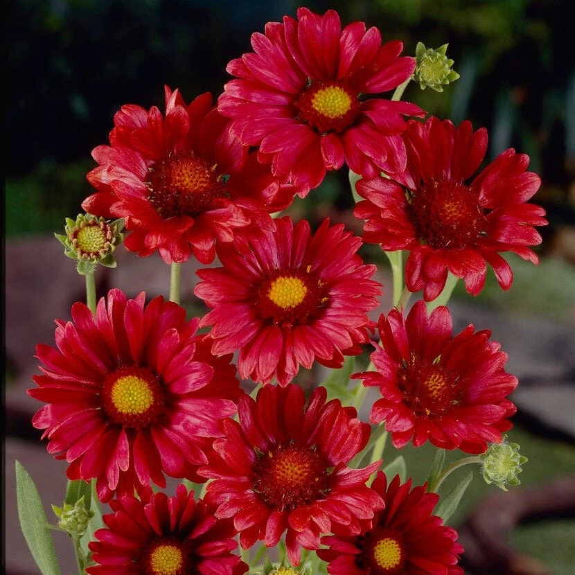 Roots Plants Gaillardia 'Mesa Red' 4 Roots Plants Gaillardia 'Mesa Red'