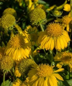 Roots Plants Perennials Gaillardia'Mesa Yellow'