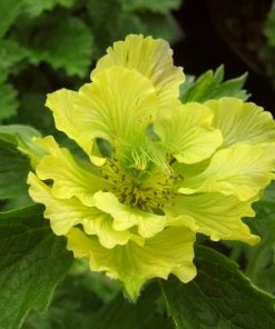 Roots Plants Geum'Banana Daquiri'