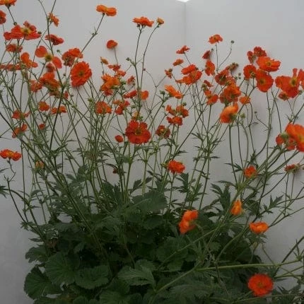 Roots Plants Geum 'Scarlet Tempest' 6 Roots Plants Geum 'Scarlet Tempest'