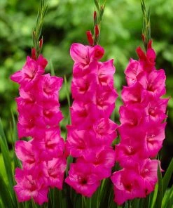 Roots Plants Perennials Gladioli 'Fidelio'