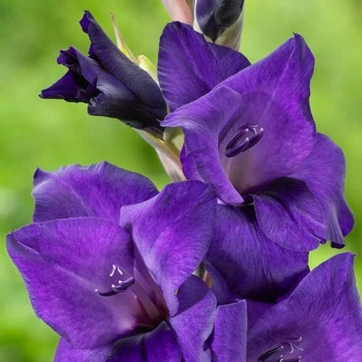 Roots Plants Gladioli 'Purple Flora' Perennials 4 Roots Plants Gladioli 'Purple Flora' Perennials