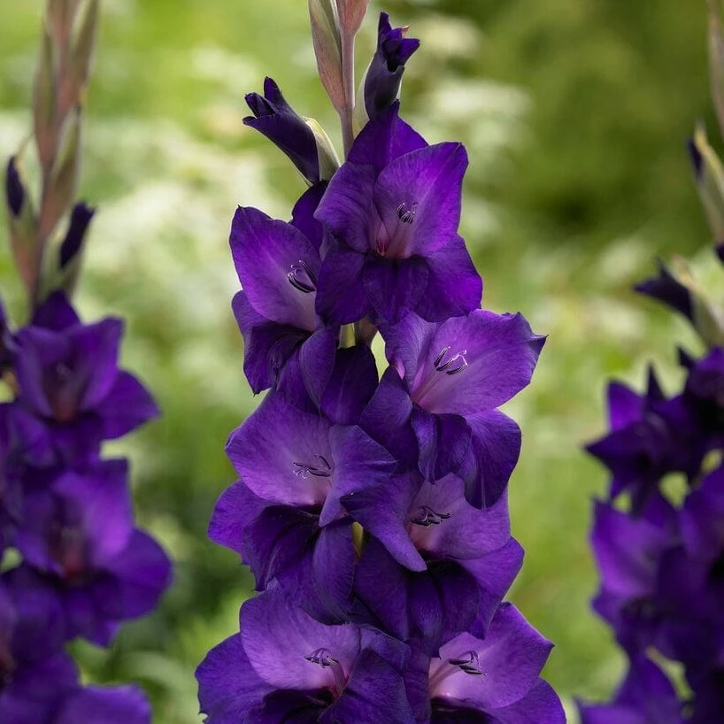 Roots Plants Gladioli 'Purple Flora' Perennials 5 Roots Plants Gladioli 'Purple Flora' Perennials