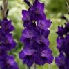 Roots Plants Gladioli 'Purple Flora' Perennials 1 Roots Plants Gladioli 'Purple Flora' Perennials