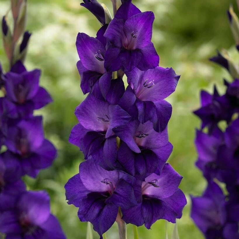 Roots Plants Gladioli 'Purple Flora' Perennials 3 Roots Plants Gladioli 'Purple Flora' Perennials