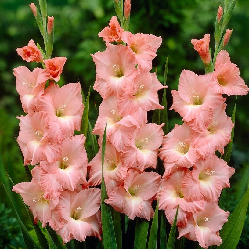 Roots Plants Gladioli 'Rose Supreme' Perennials 3 Roots Plants Gladioli 'Rose Supreme' Perennials