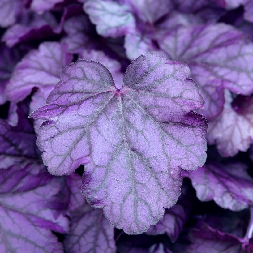 Roots Plants Perennials Heuchera 'Wildberry' 4 Roots Plants Perennials Heuchera 'Wildberry'