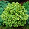Roots Plants Hosta 'Gold Tiara' 1 Roots Plants Hosta 'Gold Tiara'