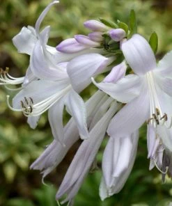Roots Plants Hosta 'Royal Standard' Perennials