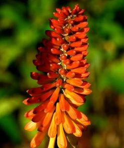Roots Plants Kniphofia 'Pyromania Orange Blaze' Perennials