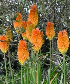 Roots Plants Kniphofia 'Pyromania Orange Blaze' Perennials