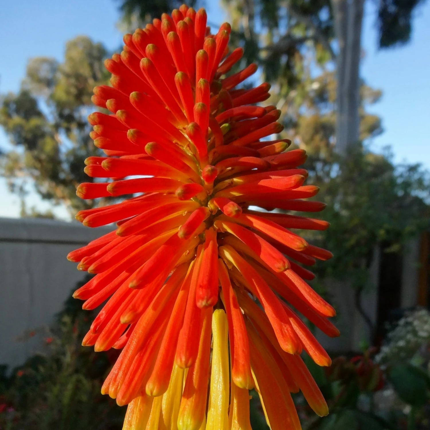 Roots Plants Perennials Kniphofia 'Pyromania Rocket's Red Glare' 4 Roots Plants Perennials Kniphofia 'Pyromania Rocket's Red Glare'