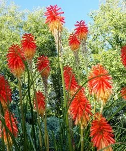Roots Plants Perennials Kniphofia 'Pyromania Rocket's Red Glare' 9 Roots Plants Perennials Kniphofia 'Pyromania Rocket's Red Glare'