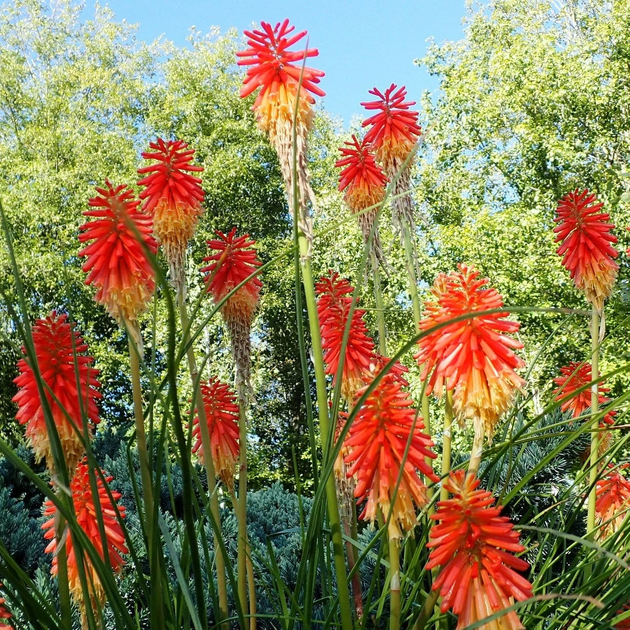 Roots Plants Perennials Kniphofia 'Pyromania Rocket's Red Glare' 6 Roots Plants Perennials Kniphofia 'Pyromania Rocket's Red Glare'