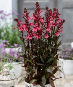 Roots Plants Perennials Lobelia 'Starship Rose'