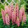 Roots Plants Lupin 'Pink' 1 Roots Plants Lupin 'Pink'