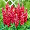 Roots Plants Lupin 'Red' Perennials 2 Roots Plants Lupin 'Red' Perennials