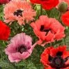 Roots Plants Papaver 'Collection - 6 X 10.5cm Plants'