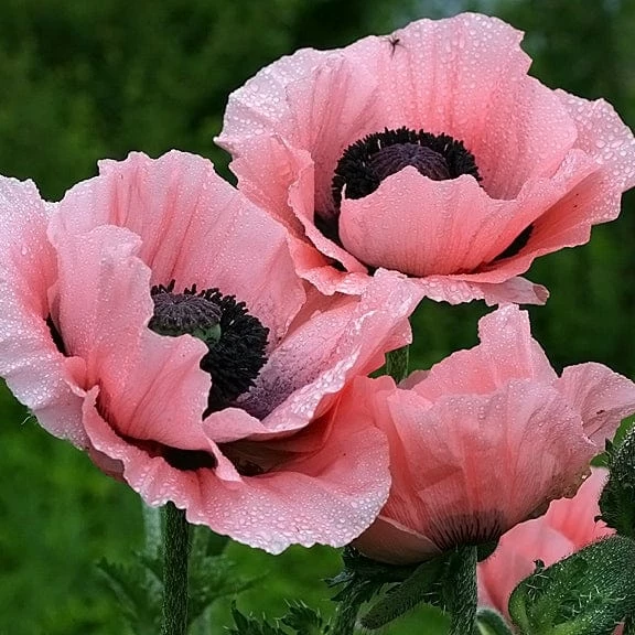 Roots Plants Papaver 'Princess Victoria Louise' 3 Roots Plants Papaver 'Princess Victoria Louise'