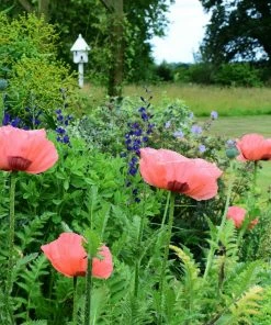 Roots Plants Papaver 'Princess Victoria Louise' 9 Roots Plants Papaver 'Princess Victoria Louise'