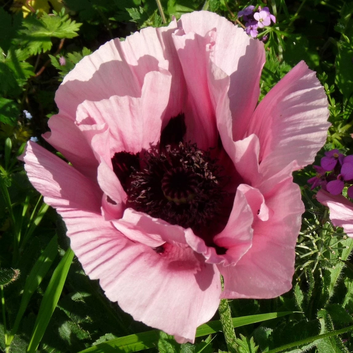 Roots Plants Papaver 'Princess Victoria Louise' 7 Roots Plants Papaver 'Princess Victoria Louise'