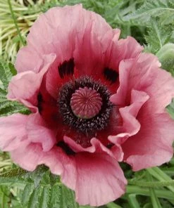 Roots Plants Papaver 'Princess Victoria Louise' 10 Roots Plants Papaver 'Princess Victoria Louise'
