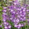 Roots Plants Perennials Penstemon 'Pensham Czar' 2 Roots Plants Perennials Penstemon 'Pensham Czar'