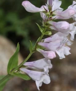 Roots Plants Penstemon 'Pensham Wedding Day' Perennials