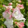 Roots Plants Penstemon 'Phoenix Appleblossom' Perennials 1 Roots Plants Penstemon 'Phoenix Appleblossom' Perennials