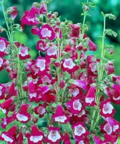 Roots Plants Penstemon 'Phoenix Magenta'