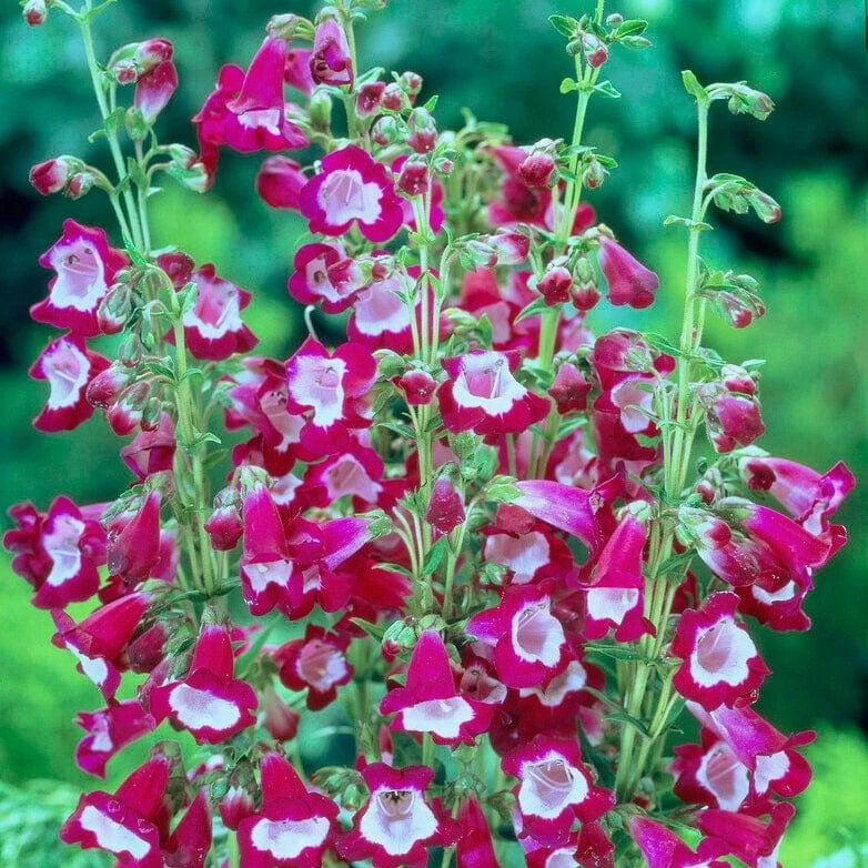 Roots Plants Penstemon 'Phoenix Magenta' 4 Roots Plants Penstemon 'Phoenix Magenta'