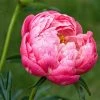 Roots Plants Peony 'Coral Charm' 2 Roots Plants Peony 'Coral Charm'
