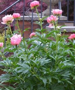Roots Plants Peony 'Coral Charm'