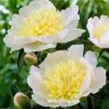 Roots Plants Perennials Peony 'Honey Gold' 1 Roots Plants Perennials Peony 'Honey Gold'
