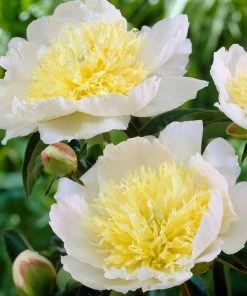 Roots Plants Perennials Peony 'Honey Gold'