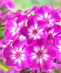 Roots Plants Phlox 'Famous Purple' Perennials