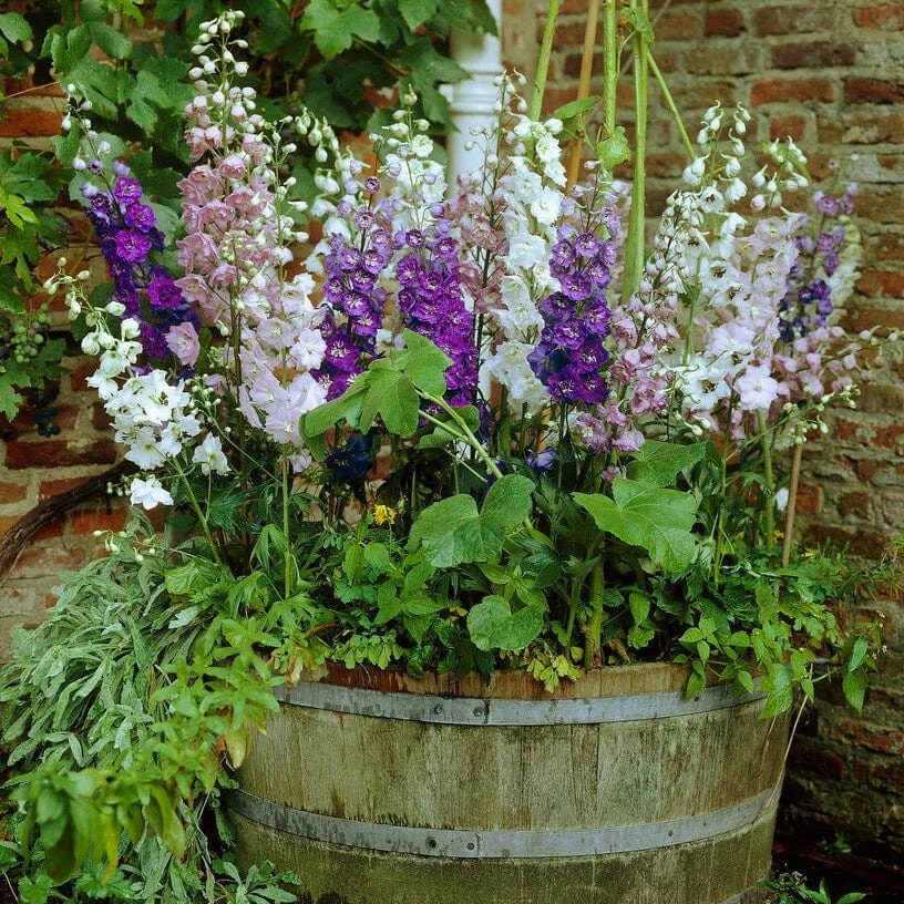 Roots Plants Mixed Flowering Perennial Plants | Extra Value Pack Perennials 5 Roots Plants Mixed Flowering Perennial Plants | Extra Value Pack Perennials