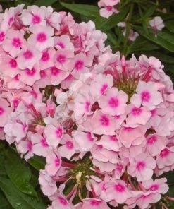 Roots Plants Phlox 'Sweet Summer Soft Pink' Perennials 6 Roots Plants Phlox 'Sweet Summer Soft Pink' Perennials