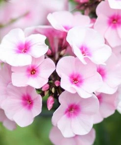 Roots Plants Phlox'Sweet Summer Soft Pink' Perennials