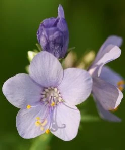 Roots Plants Polemonium 'Bressingham Purple' Perennials