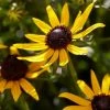 Roots Plants Rudbeckia 'Little Goldstar' Perennials 2 Roots Plants Rudbeckia 'Little Goldstar' Perennials