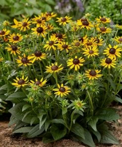Roots Plants Rudbeckia 'Little Goldstar' Perennials 9 Roots Plants Rudbeckia 'Little Goldstar' Perennials