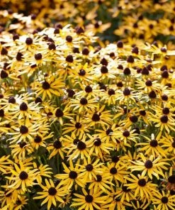 Roots Plants Rudbeckia 'Little Goldstar' Perennials 11 Roots Plants Rudbeckia 'Little Goldstar' Perennials