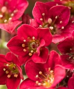 Roots Plants Saxifraga 'Alpino Deep Rose' Perennials