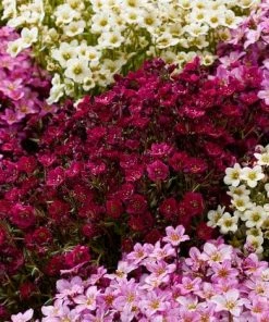 Roots Plants Saxifraga 'Alpino Deep Rose' Perennials