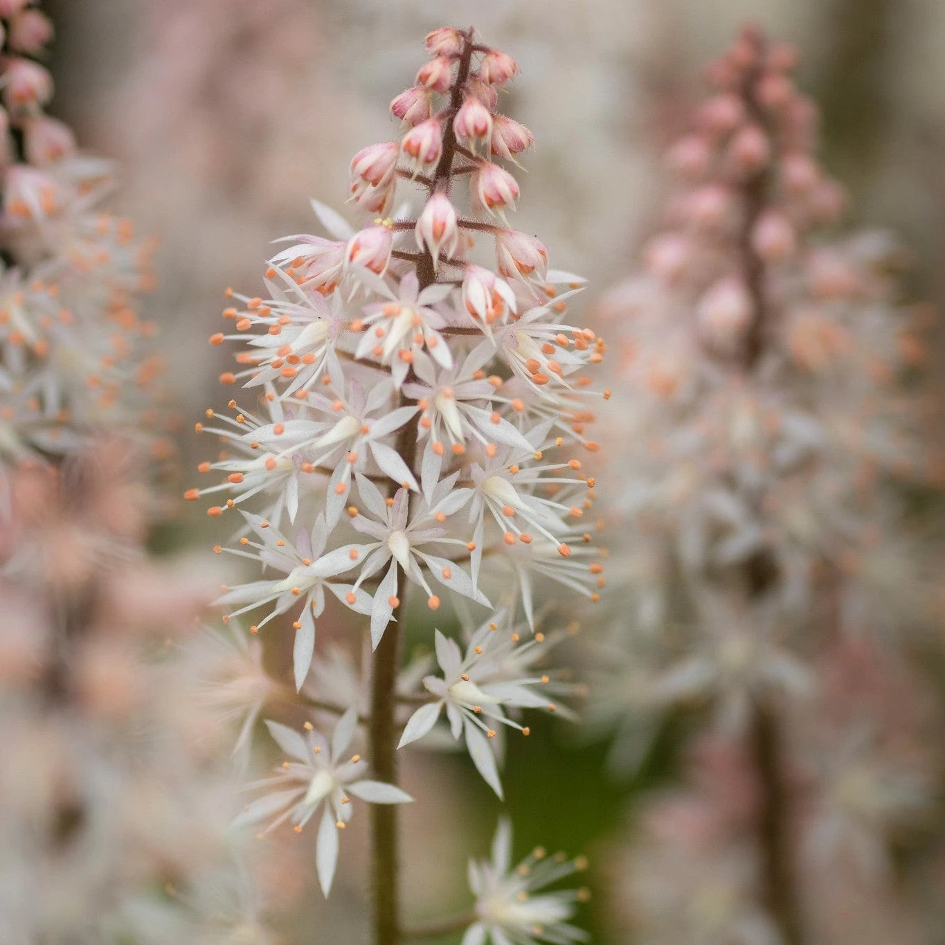 Roots Plants Tiarella 'Spring Symphony' Perennials 3 Roots Plants Tiarella 'Spring Symphony' Perennials