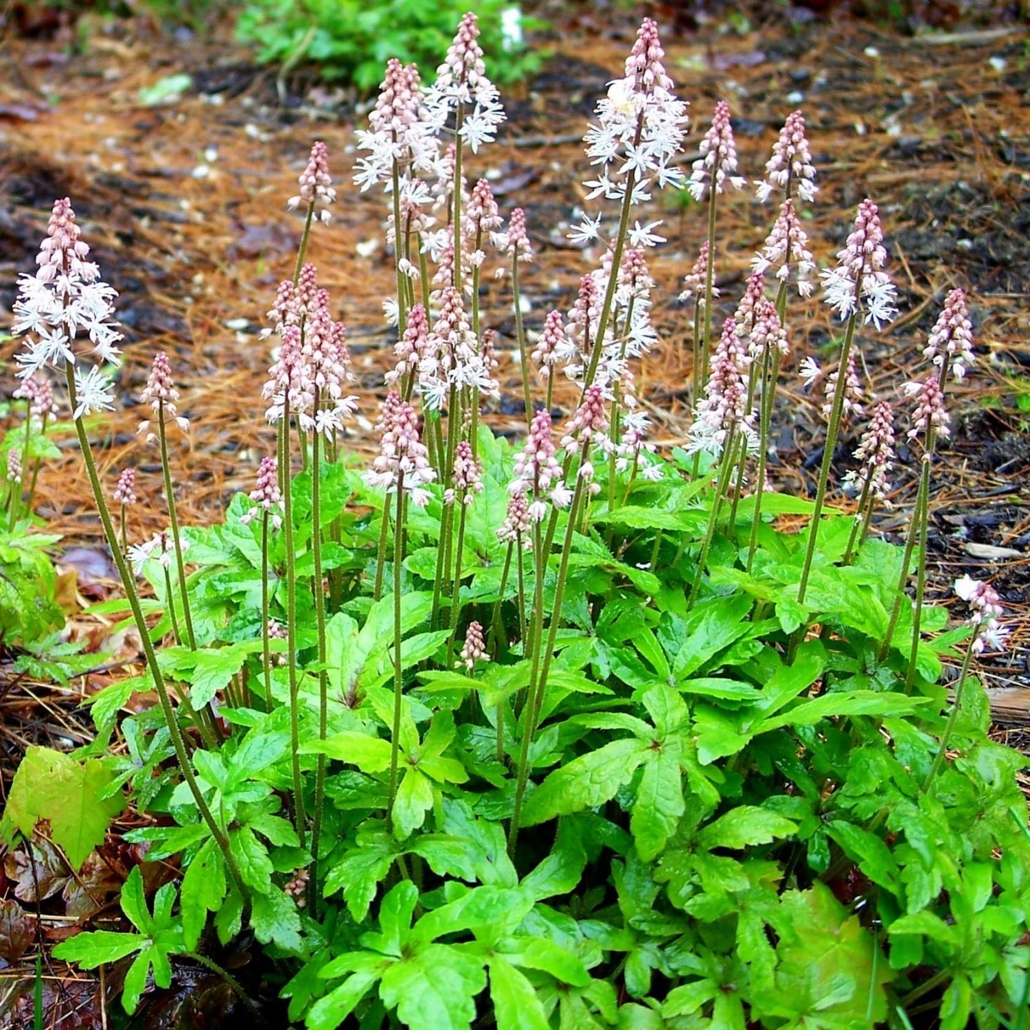 Roots Plants Tiarella 'Spring Symphony' Perennials 4 Roots Plants Tiarella 'Spring Symphony' Perennials